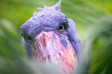 Знакомьтесь — китоглав: птица, поедающая детенышей крокодилов