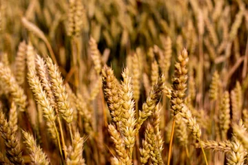 О чём молились крестьяне 15 ноября: история святых покровителей житниц