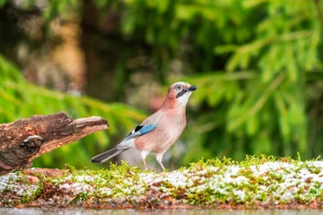 Народные приметы на 11 декабря — Сойкин день