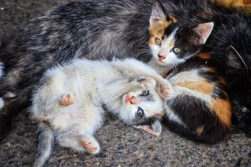 Почему котята в одном помёте не похожи друг на друга?